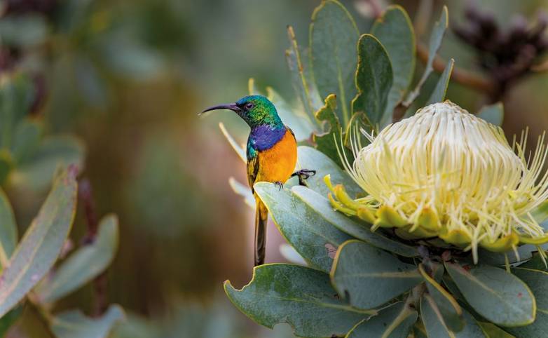 rf_as_sunbird_southafrica_01_2026_rgb.jpg