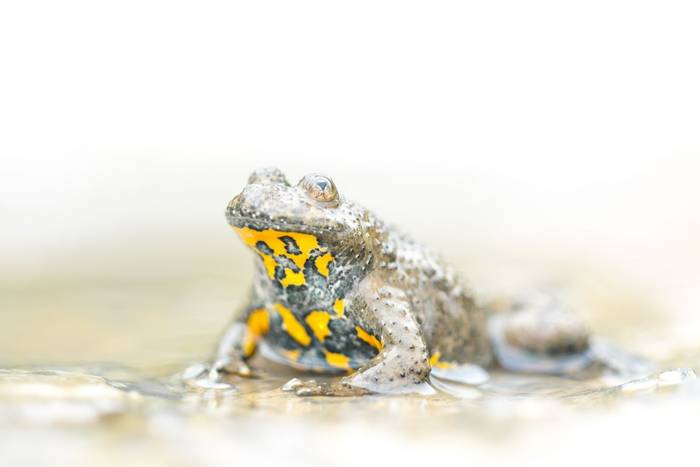 Yellow-bellied toad © Simone Giachello