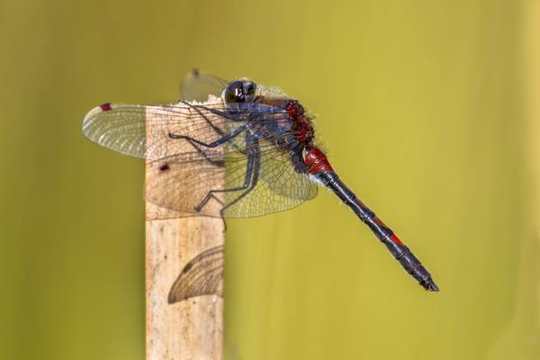 Ruby Whiteface shutterstock_578559541.jpg