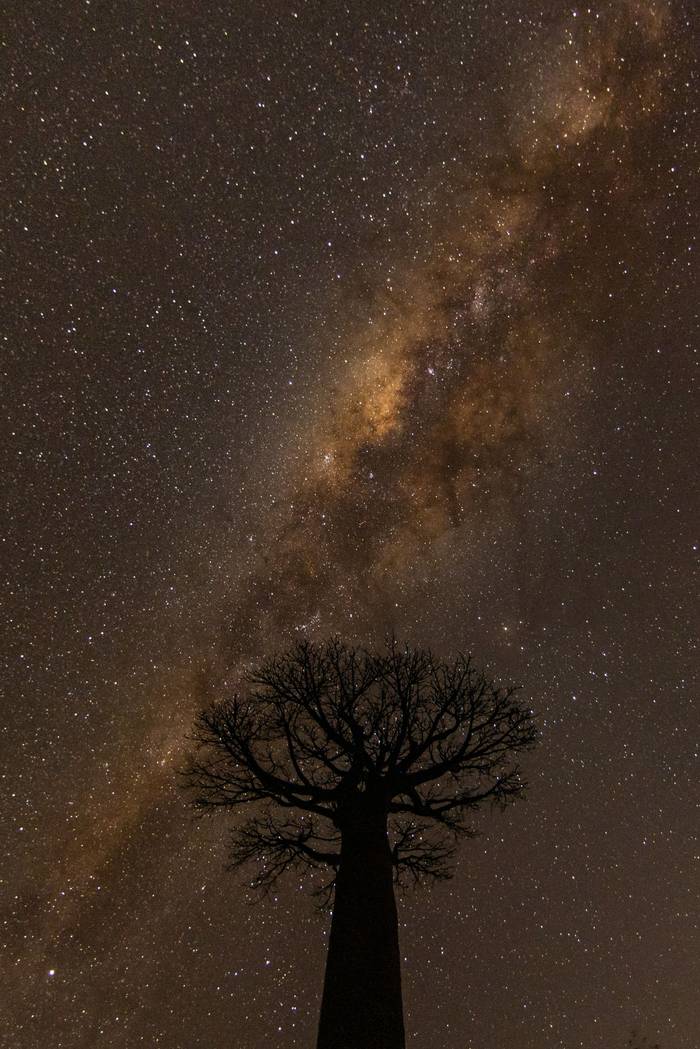 milky way & grandidier's baobab_3R57733.jpg