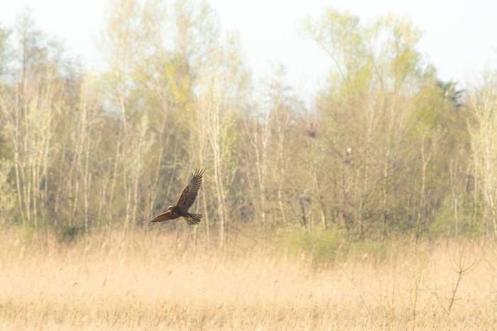 Marsh Harrier © Simone Giachello
