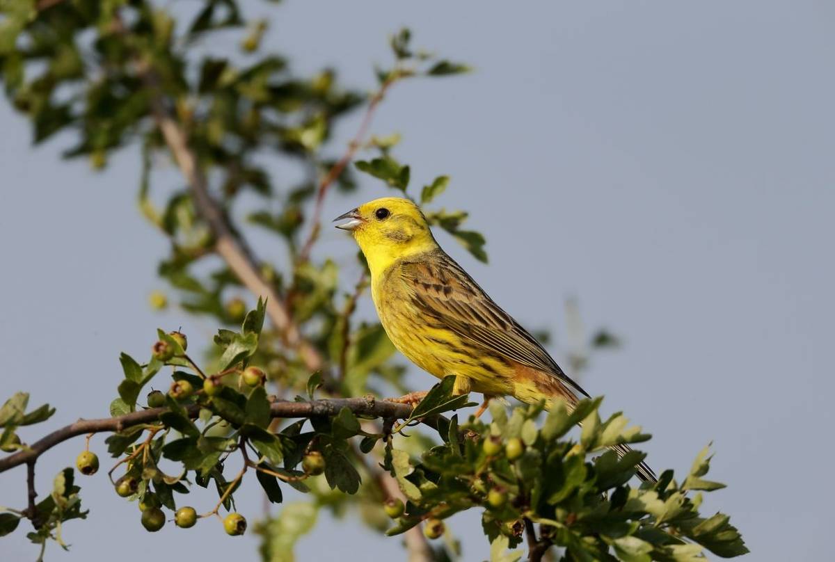 Yellowhammer