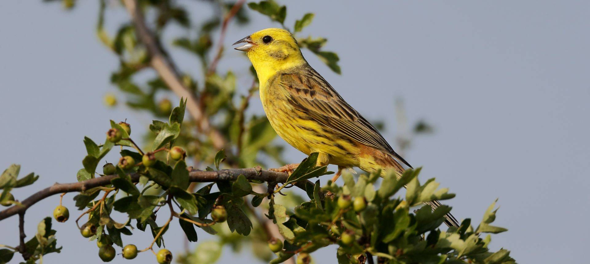 Yellowhammer