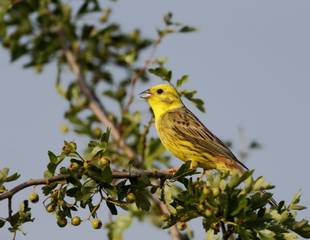 Wildlife of the Hampshire Downs