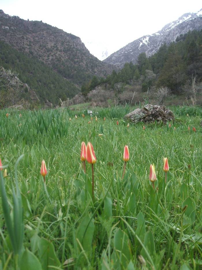 Tulipa kauffmanaina © John Shipton