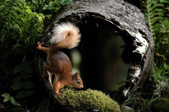 Red Squirrel (Paul McDougall) (2).jpg