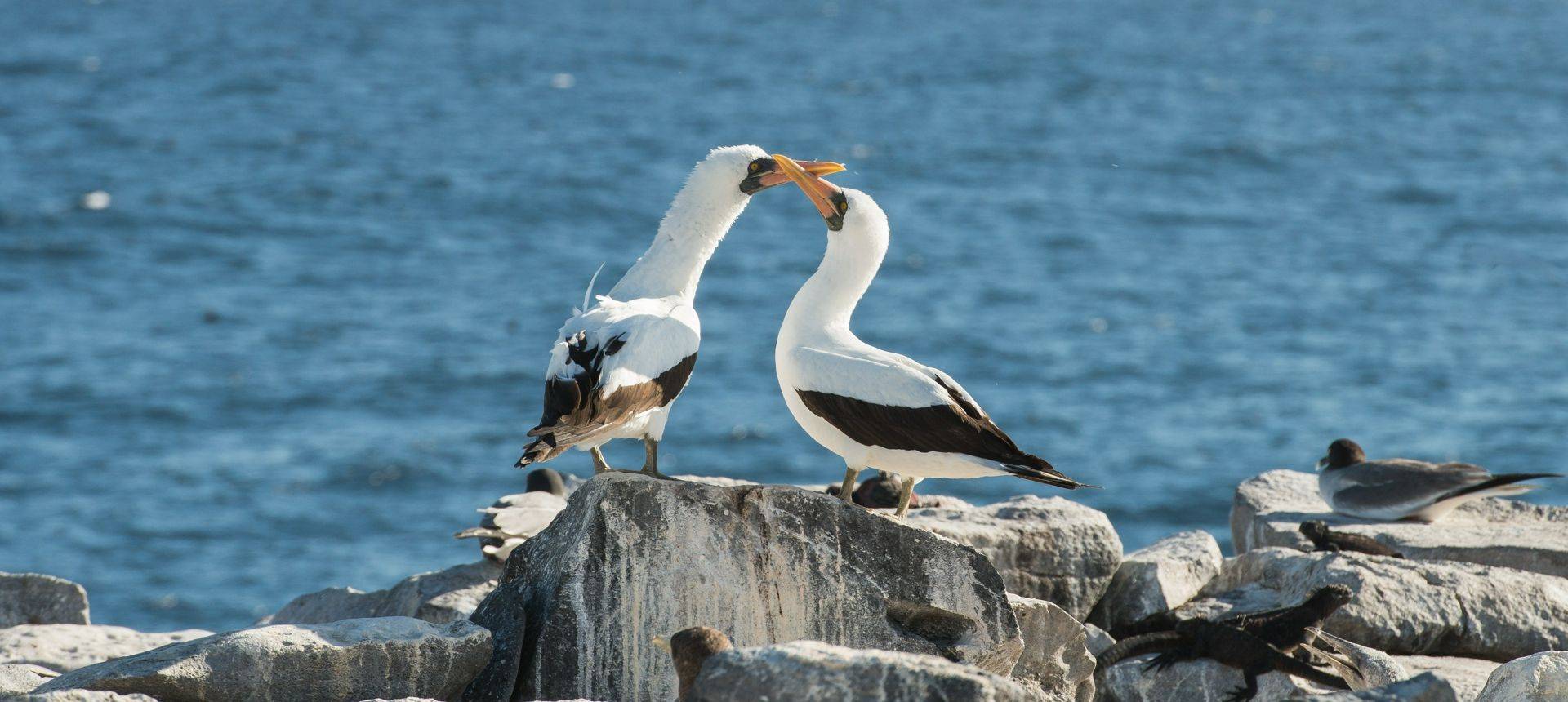 Nazca Booby, Galapagos Shutterstock 664818043