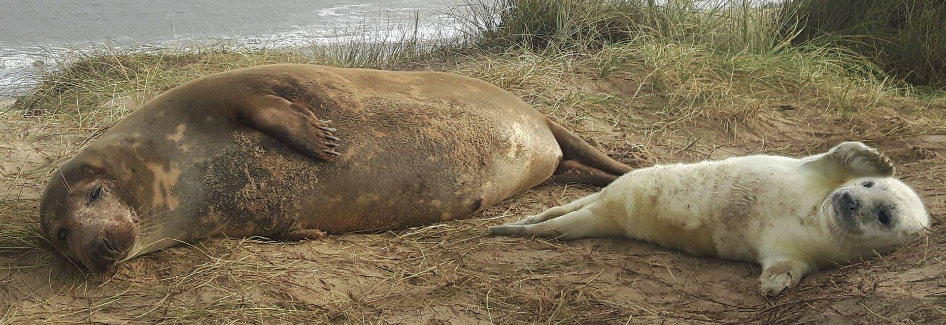 MAM GreySeal010.jpg
