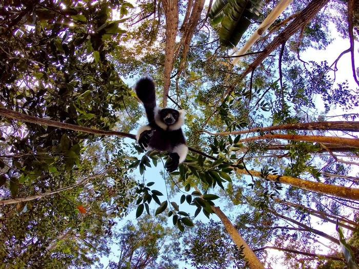 Black and white ruffed lemur Madagascar shutterstock_532434574.jpg