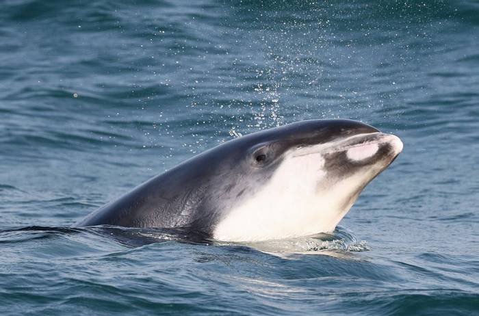 White-beaked Dolphin (Tom Brereton).jpg