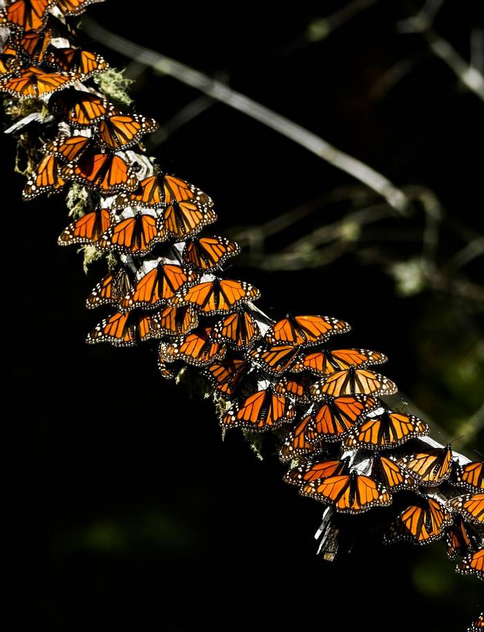 Monarch butterflies © Connell