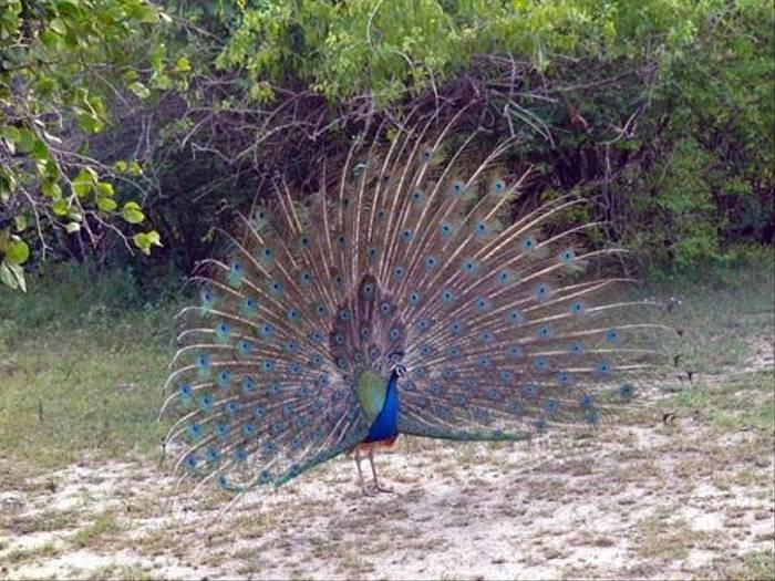 Peacock (Barbara Lovell)
