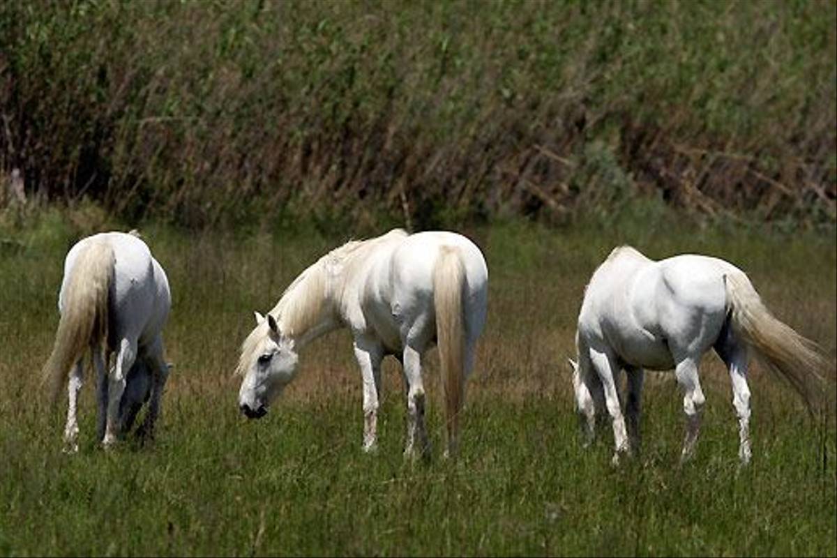 White Horses (Peter Dunn)