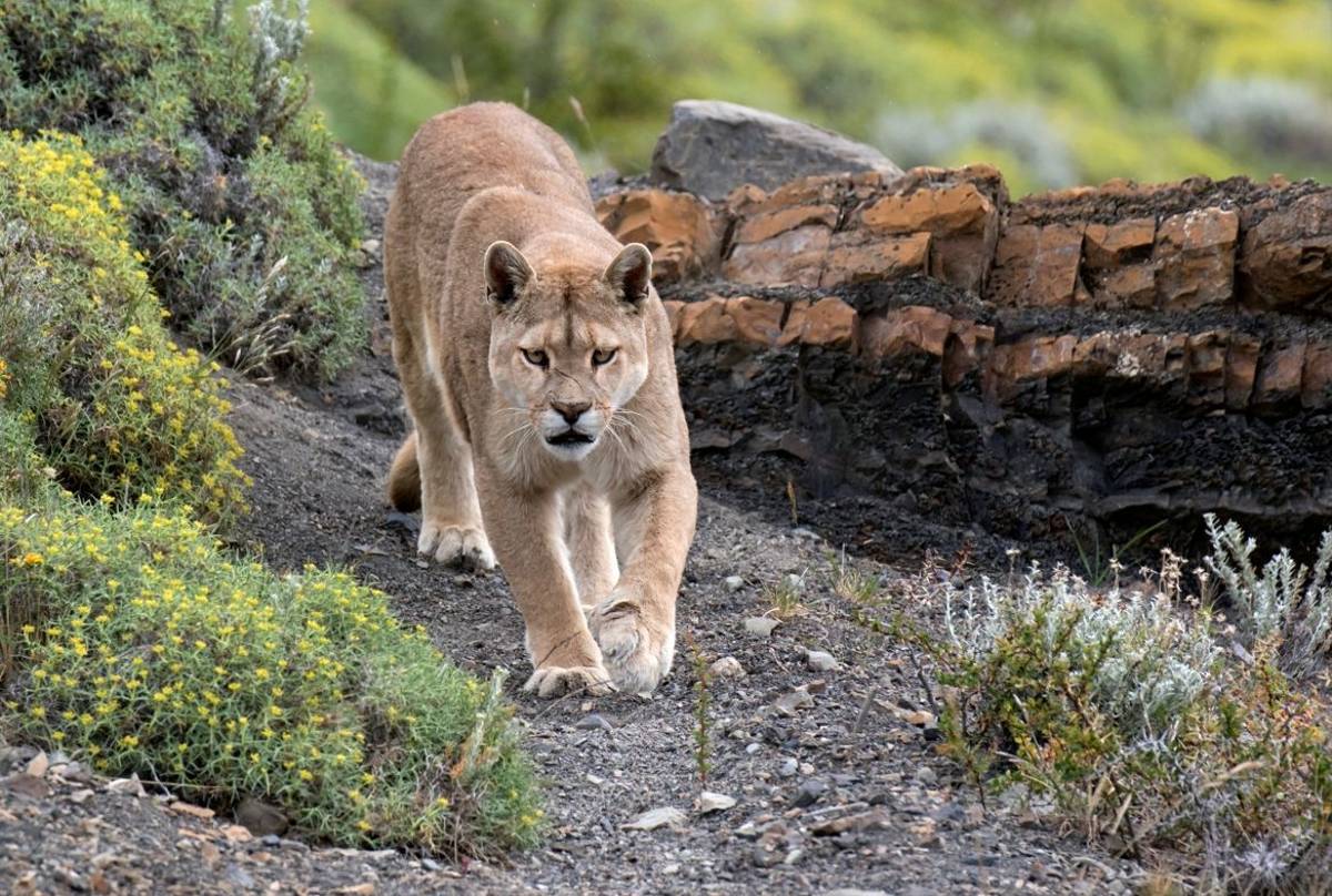 Puma, Chile