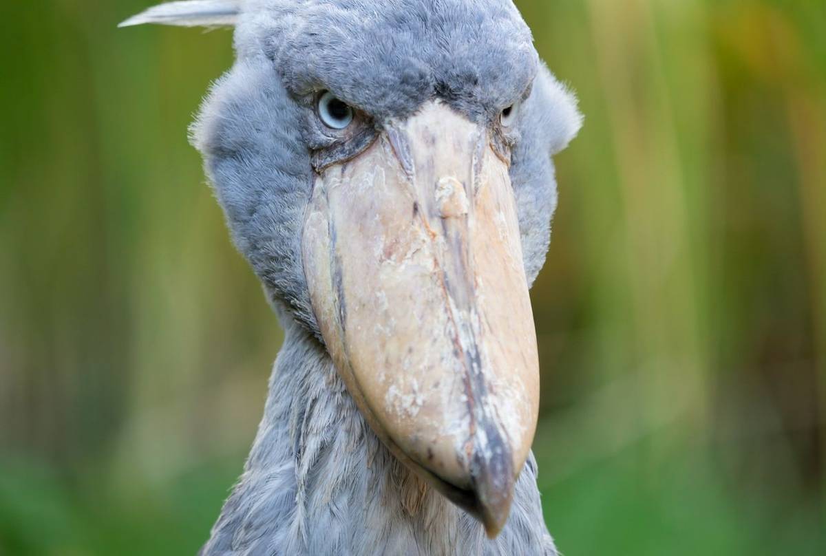 Shoebill. Uganda. Shutterstock.
