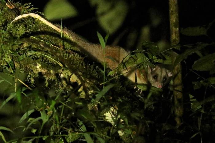 Derby's (Central American) Woolly Opossum © Robin Smith