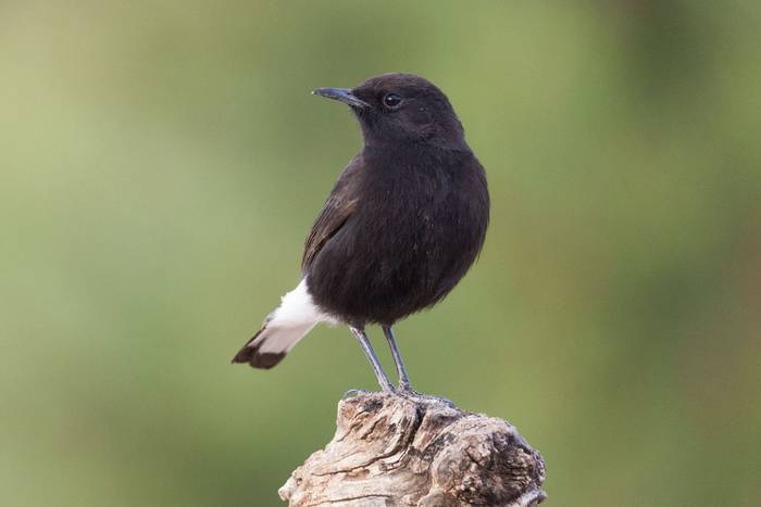 Black Wheatear, Spain shutterstock_1070907260.jpg