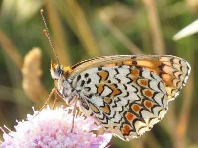 Knapweed-Fritillary