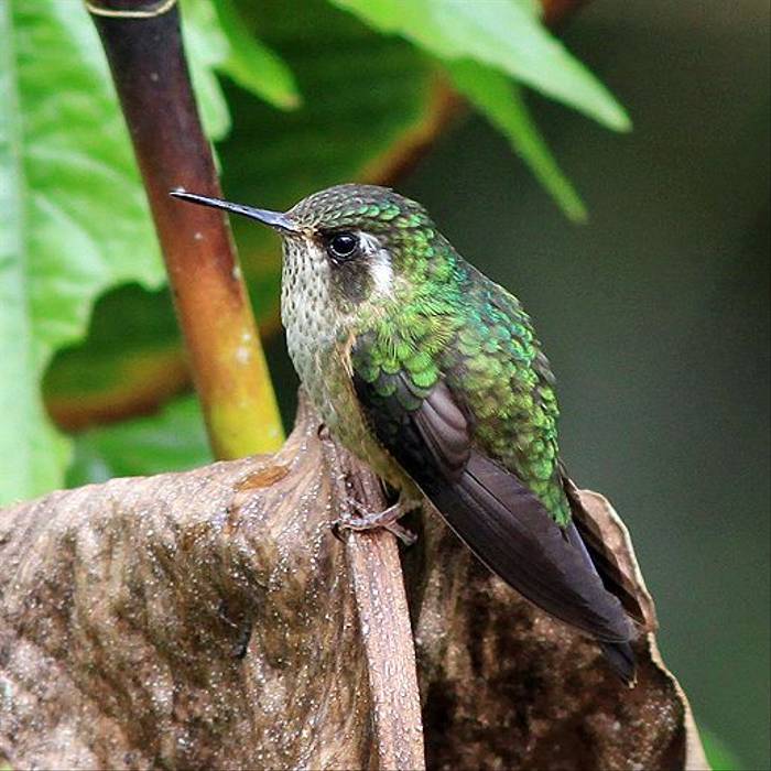 Speckled Hummingbird (Robert Davidson)
