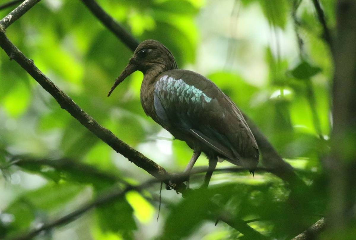 Dwarf Olive Ibis - Kenny Ross.JPG