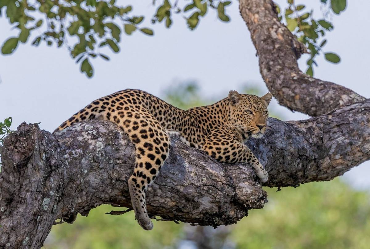 Leopard, Zambia (cropped) shutterstock_1011296299.jpg