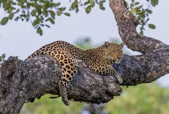 Leopard, Zambia (cropped) shutterstock_1011296299.jpg