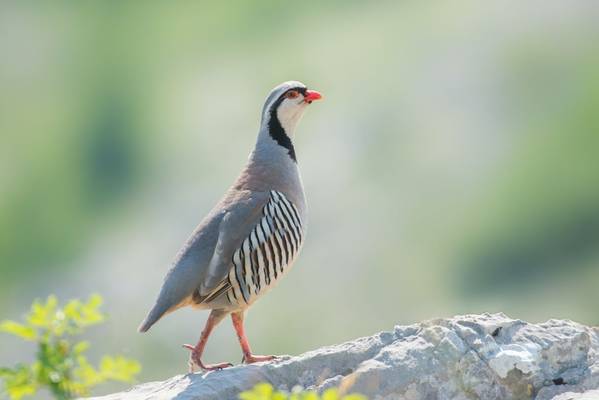 Rock Partridge shutterstock_1087956779.jpg