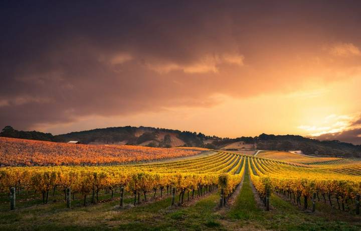 Beautiful Vineyard in the Adelaide Hills Beautiful Vineyard in the Adelaide Hills