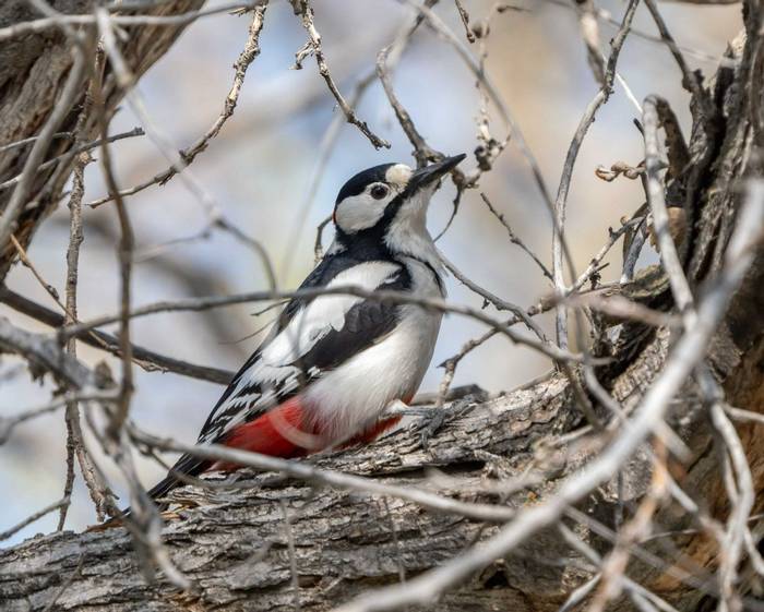 White-winged Woodpecker © M. Valkenburg