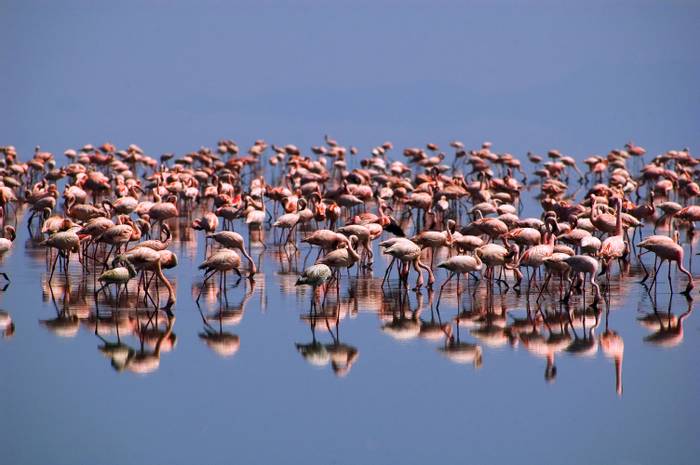 Flamingos, Lake Natron, Tanzania (Sebastien Burel).jpg