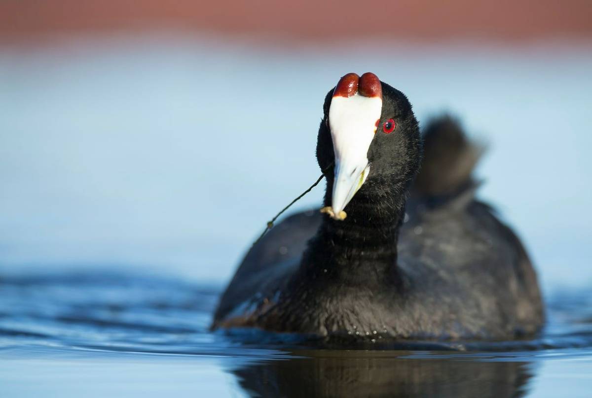 Red Knobbed Coot shutterstock_1284470518.jpg