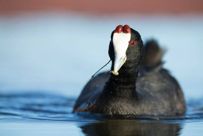 Red Knobbed Coot shutterstock_1284470518.jpg