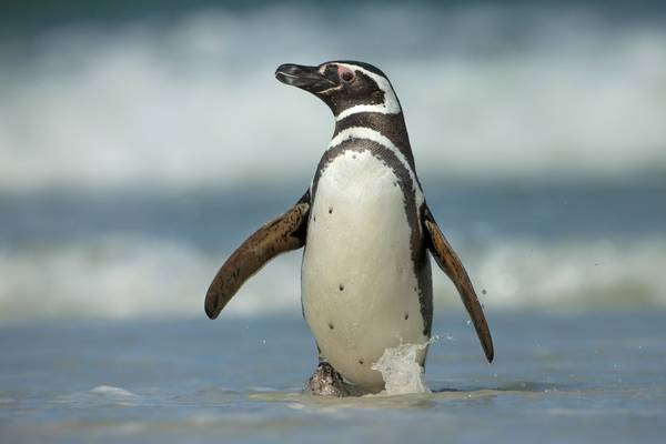 Magellanic penguin shutterstock_272030246.jpg