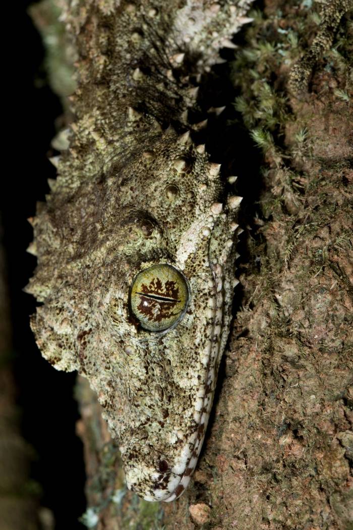 Northern Leaf-tailed Gecko (Saltuarius cornutus) Lake Eacham, Qld © Steve Wilson