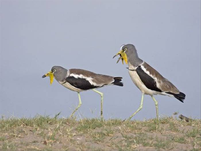 White-crowned Lapwings (Ron Foulkes)