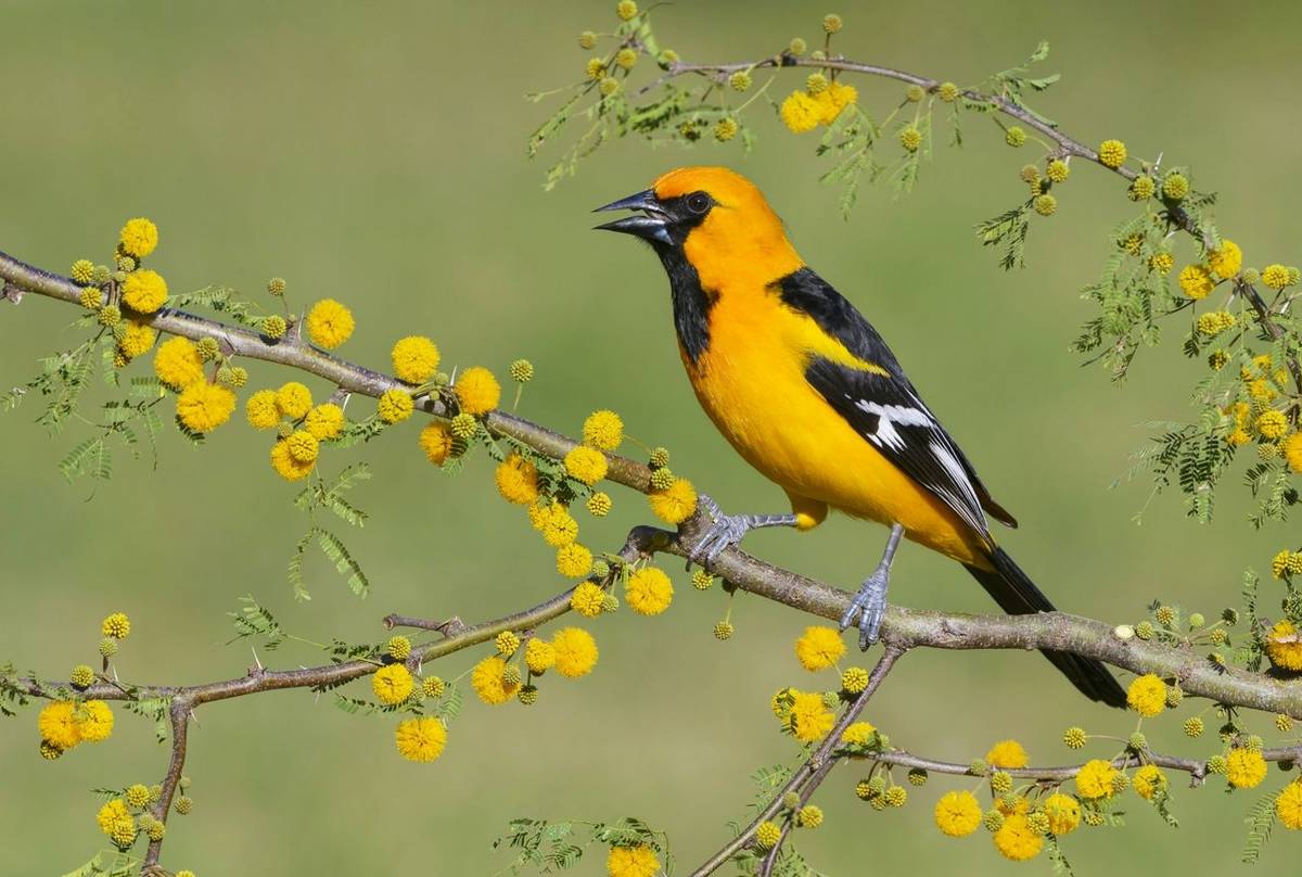 P20 Texas   Altamira Oriole Texas Shutterstock 561227698