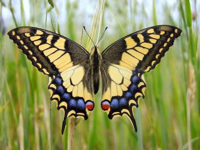 Swallowtail butterfly shutterstock_19808593.jpg