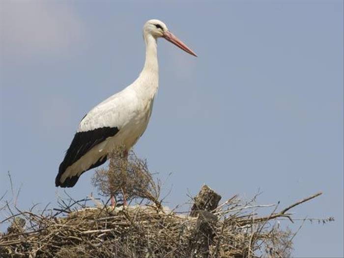 White Stork (Kevin Elsby)