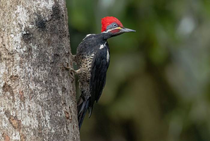 Lineated Woodpecker (Ian Hilton).jpg