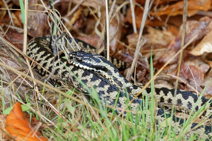 Adder (Alan & Anne Smith - 2022 tour).jpg