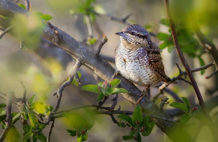 Wryneck