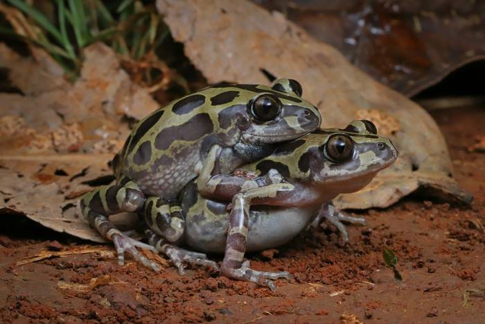 Senegal Running Frog (Kassina senegalensis) amplexus © Laura and Bobby Bok, April 2026