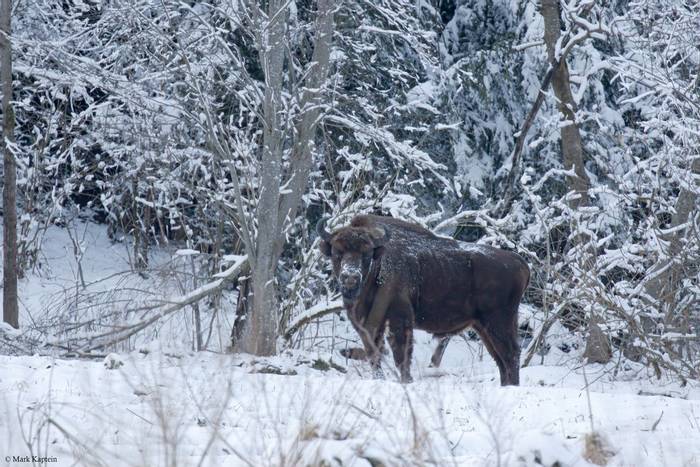 European Bison © Mark Kaptein