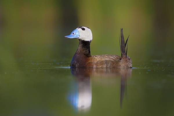 White Headed Duck Shutterstock 352668173