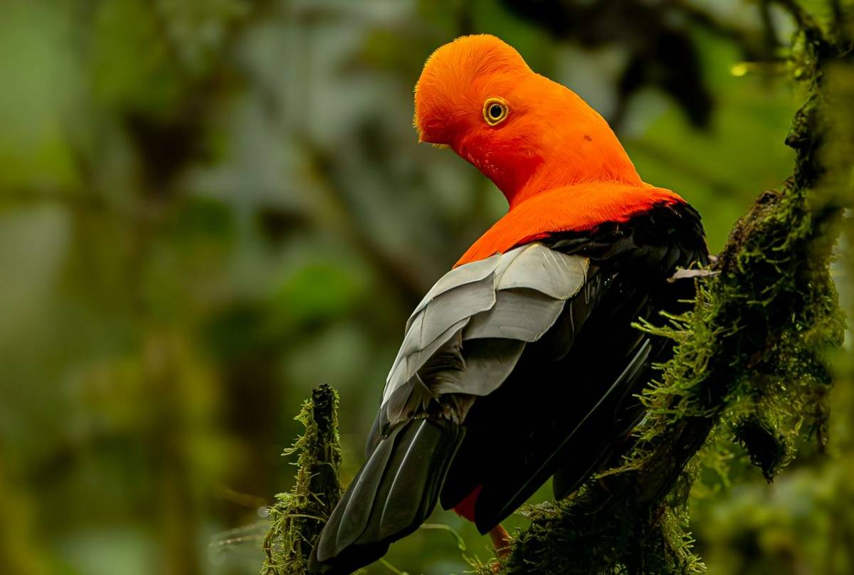 Andean Cock-of-the-Rock © Francisco Munoz.jpg