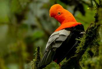 Andean Cock-of-the-Rock © Francisco Munoz.jpg