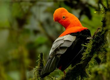 Go Slow in Ecuador