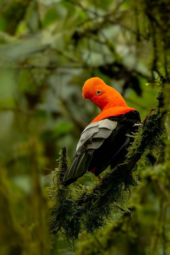 Andean Cock-of-the-Rock © Francisco Munoz.jpg
