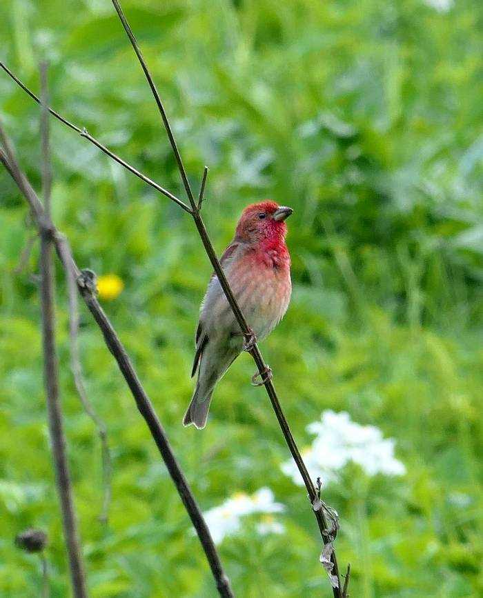 Common Rosefinch by Clive Pickton