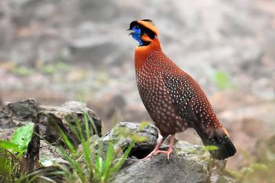 Temminck's Tragopan Image